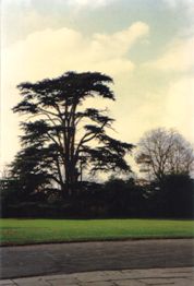 Boston Manor back lawn & cedar tree (Janet McNamara 2004)