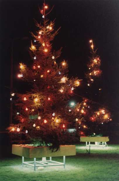 Christmas trees outside Honeywell Computers; copyright Robert Hurst